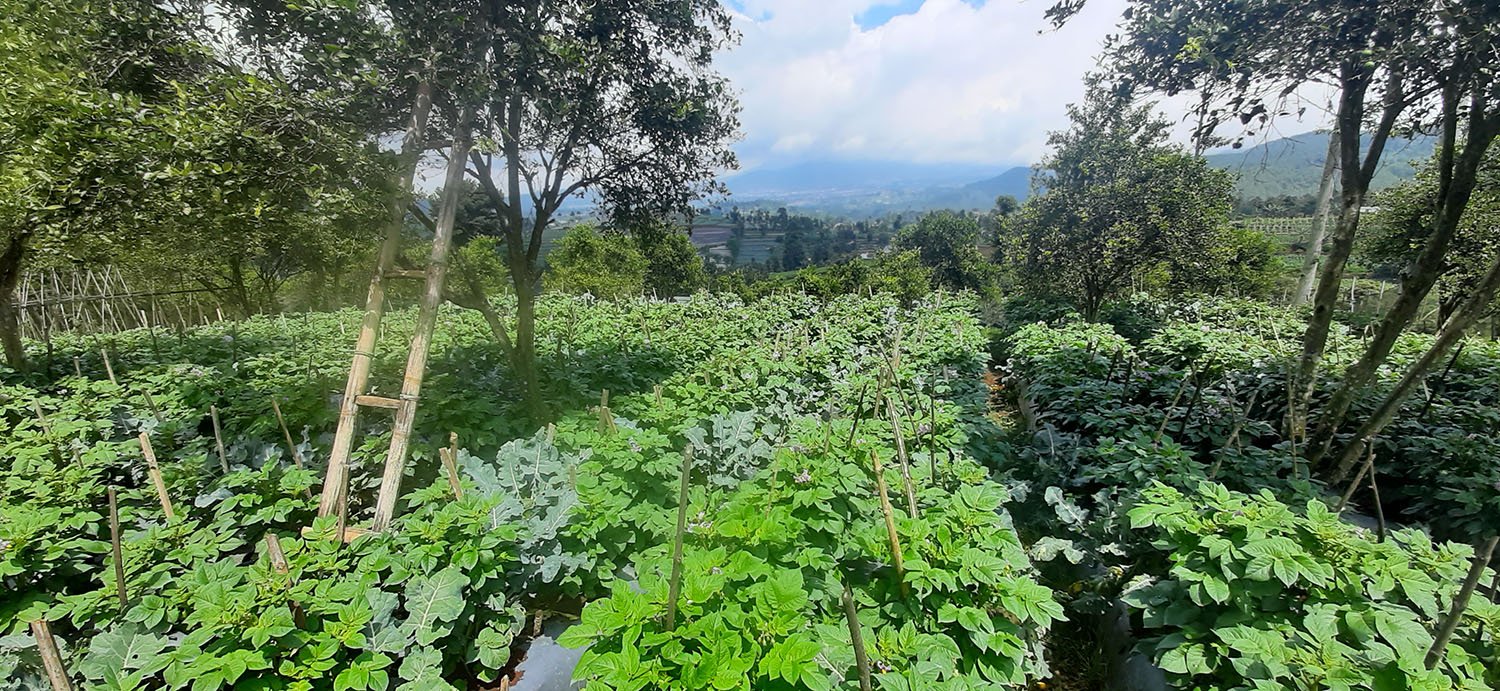TANAH KOMERSIAL DI LEMBANG BANDUNG - 5