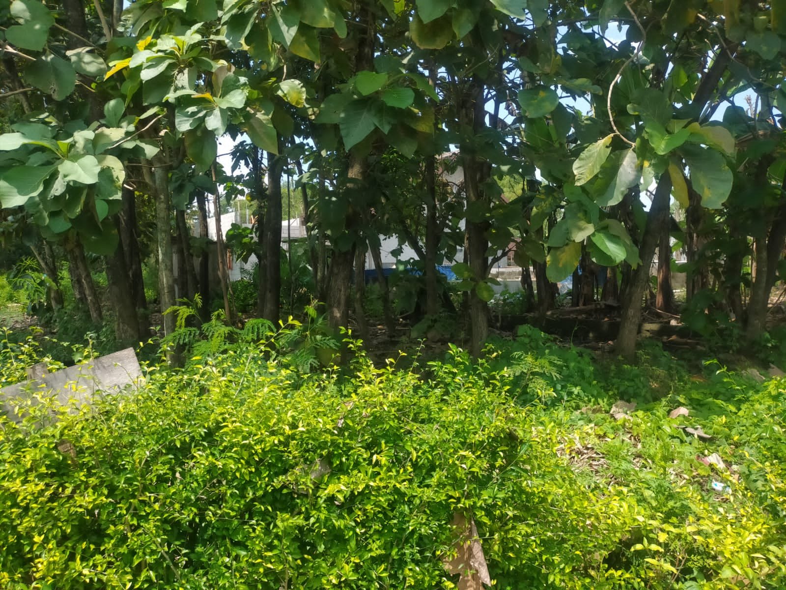 Tanah Kawasan Industri Cocok untuk Kost Sragen - 2