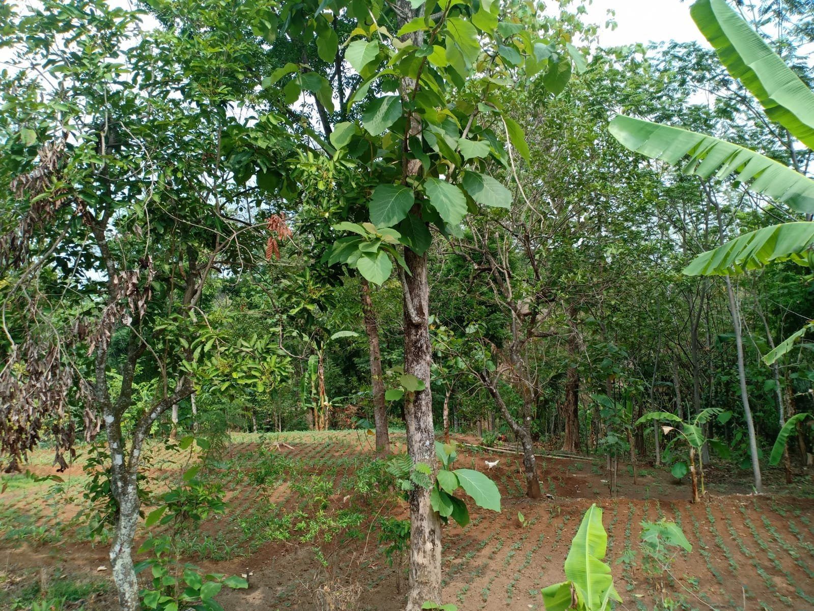 Tanah Cocok Untuk Kebun Buah Kerjo Karanganyar - 3