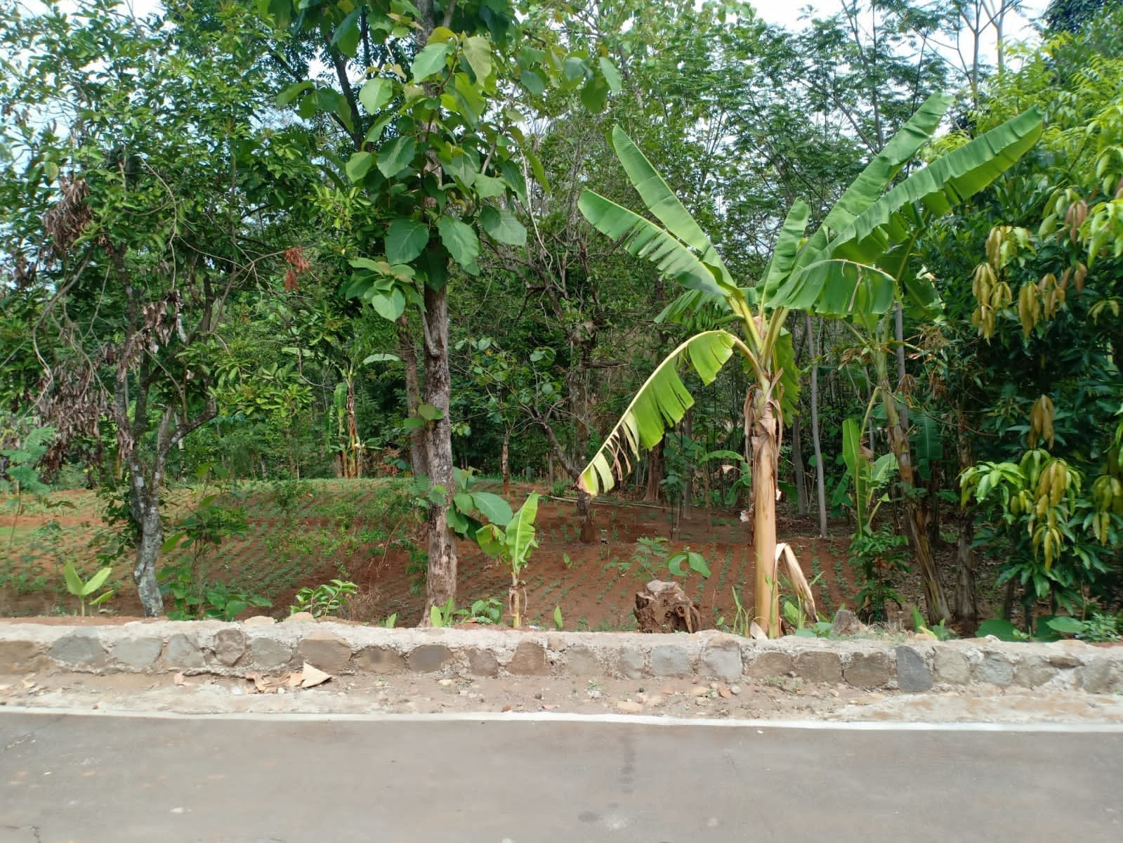 Tanah Cocok Untuk Kebun Buah Kerjo Karanganyar - 2