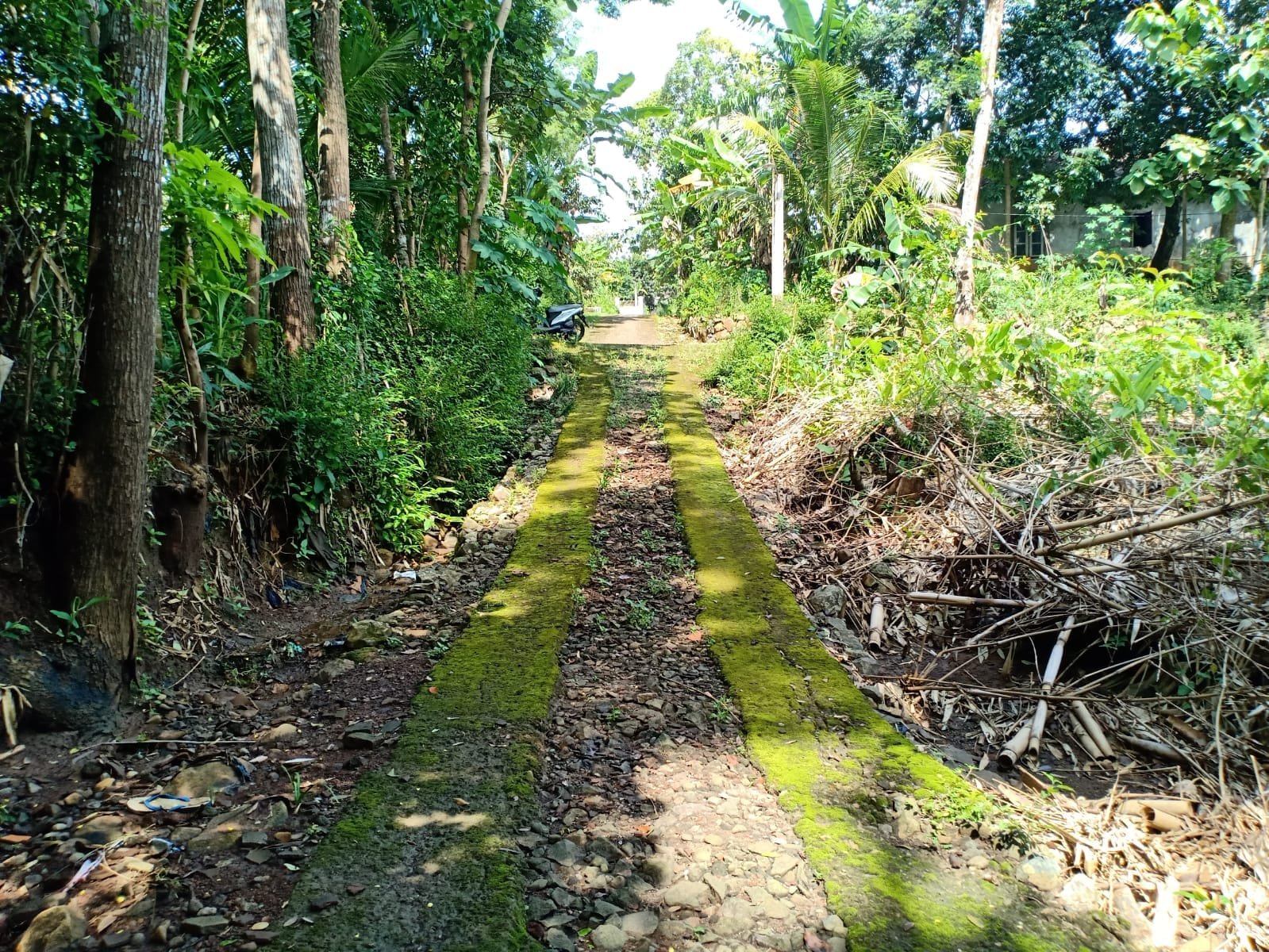 Tanah Cocok Untuk Kebun Durian Kerjo Karanganyar - 5