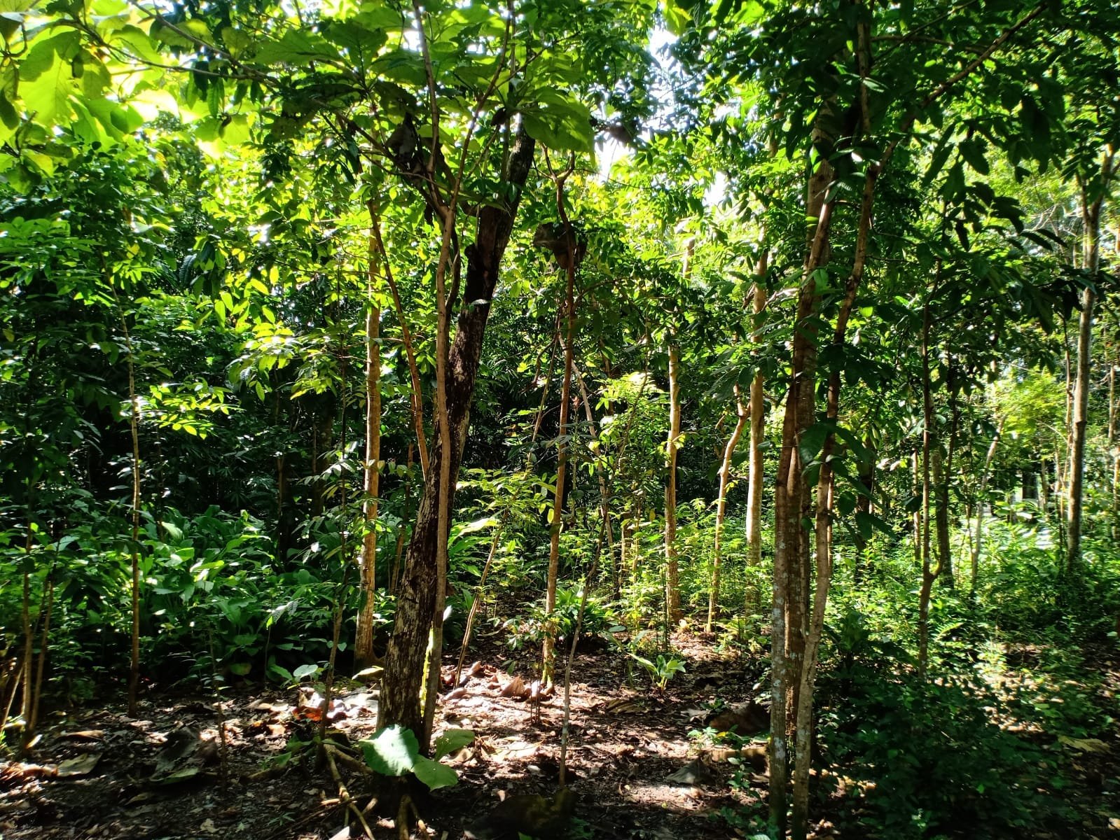 Tanah Cocok Untuk Kebun Durian Kerjo Karanganyar - 2