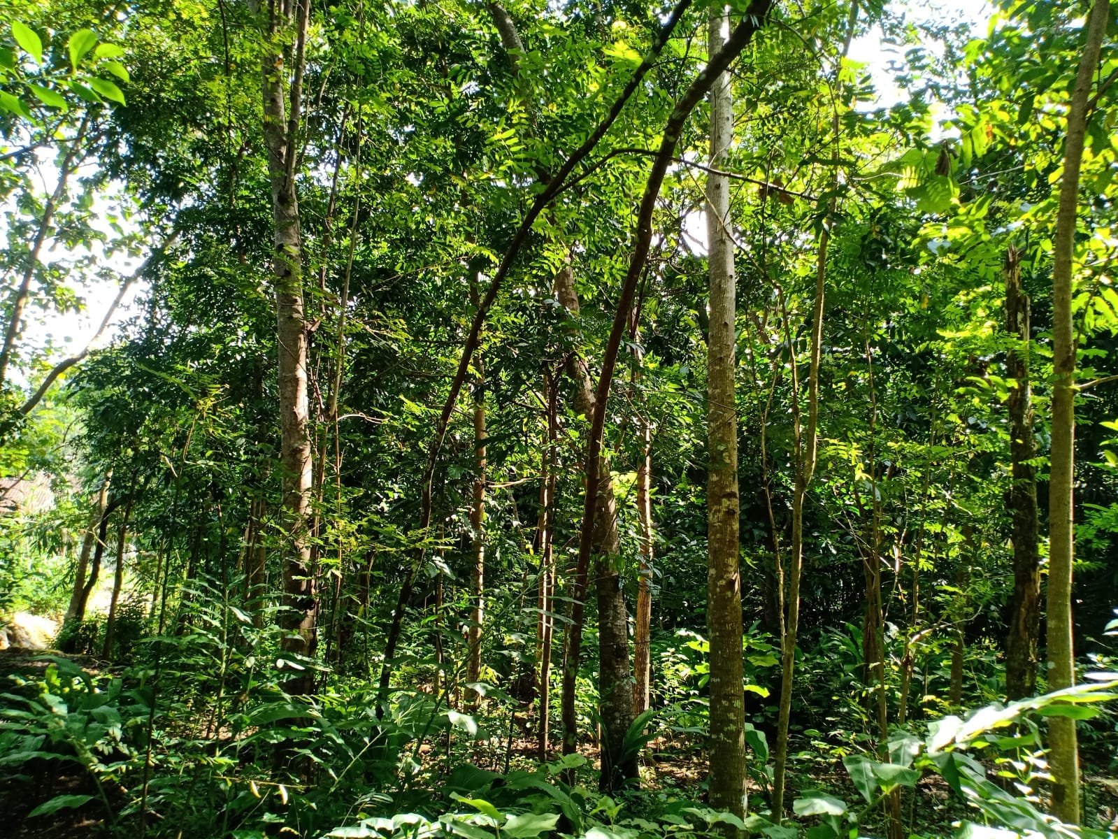 Tanah Cocok Untuk Kebun Durian Kerjo Karanganyar - 3