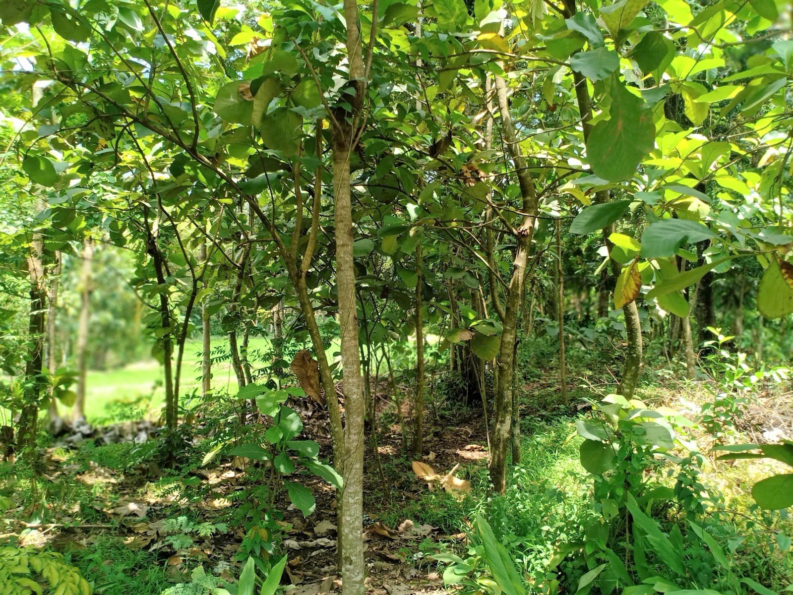 Tanah Cocok untuk Rumah Tinggal Gondang Sragen - 3
