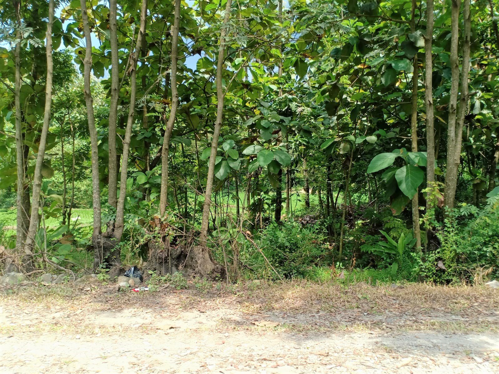Tanah Cocok untuk Rumah Tinggal Gondang Sragen - 2