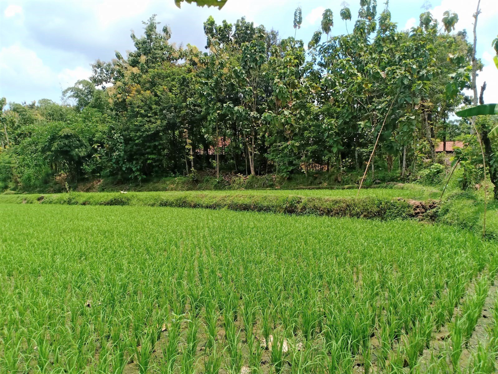 Tanah Cocok untuk Rumah Tinggal Gondang Sragen - 4