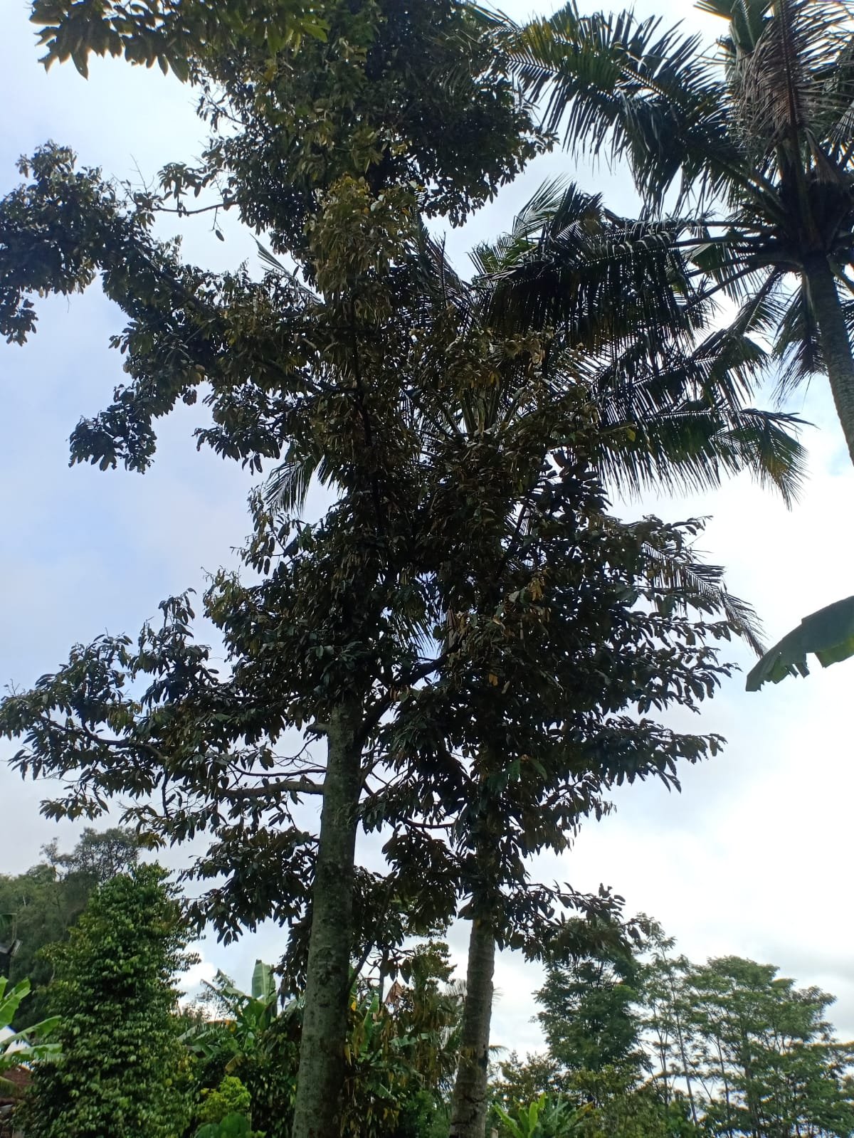 Rumah Siap Huni Karangpandan Karanganyar - 6