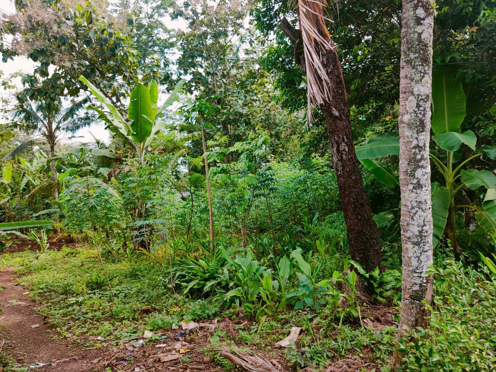 Tanah Datar Cocok dibangun Rumah Tinggal Mojogedang - 3