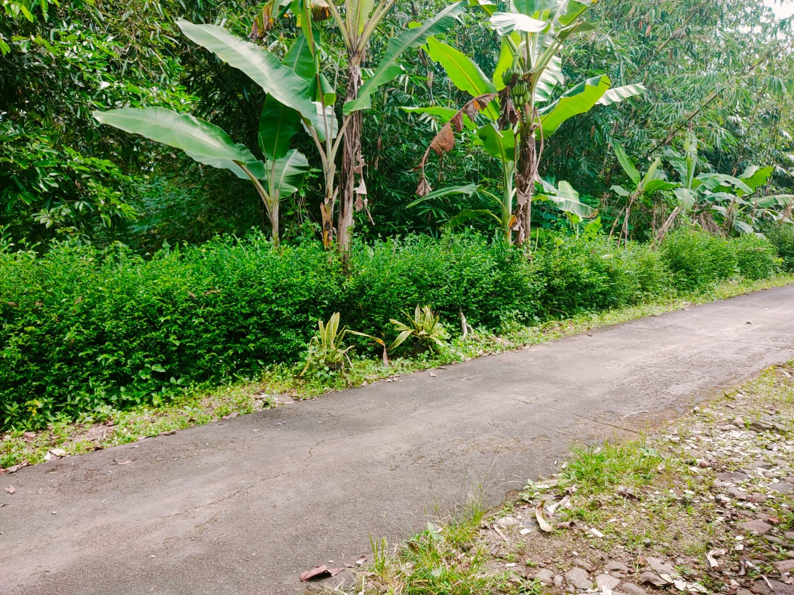 Tanah Datar Cocok dibangun Rumah Tinggal Mojogedang - 2