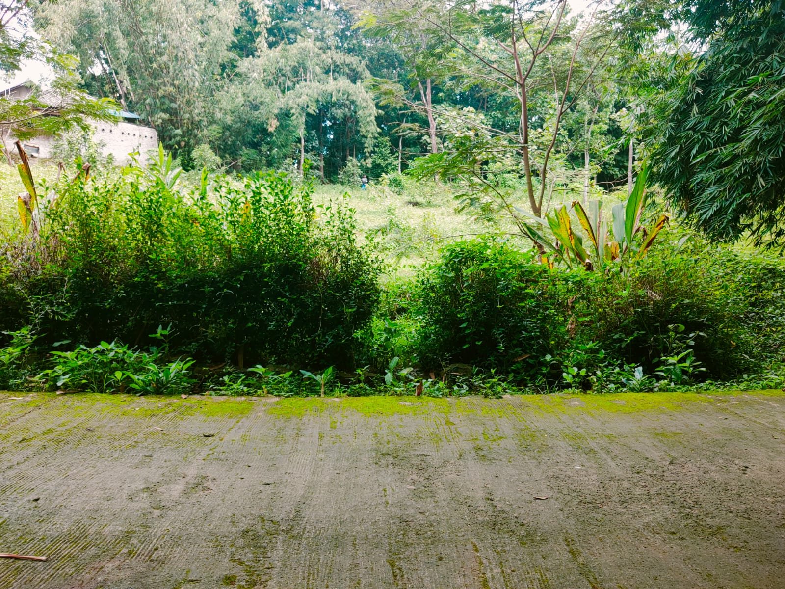 Tanah Kebun Buah Mojogedang Karanganyar - 3