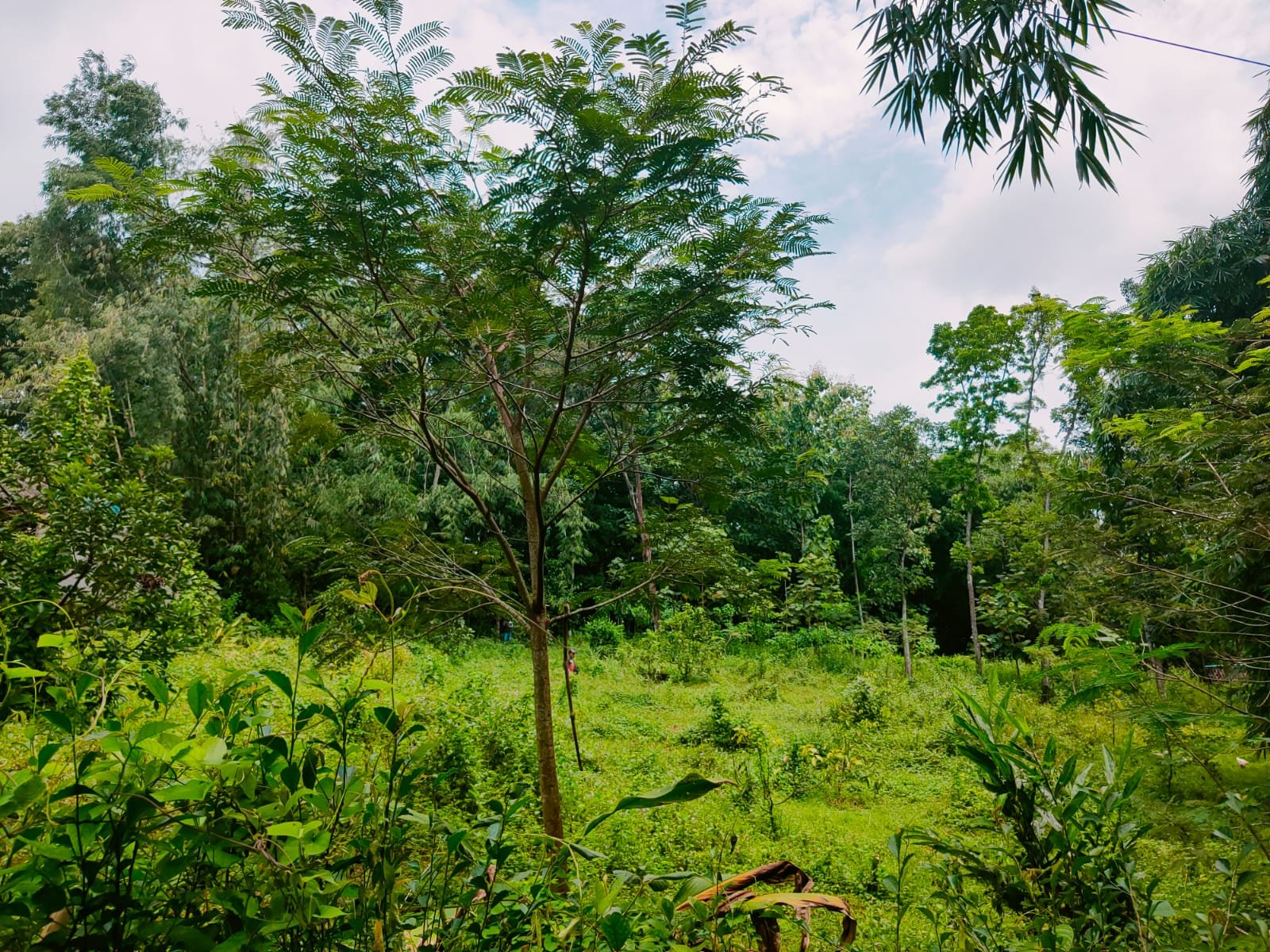Tanah Kebun Buah Mojogedang Karanganyar - 4