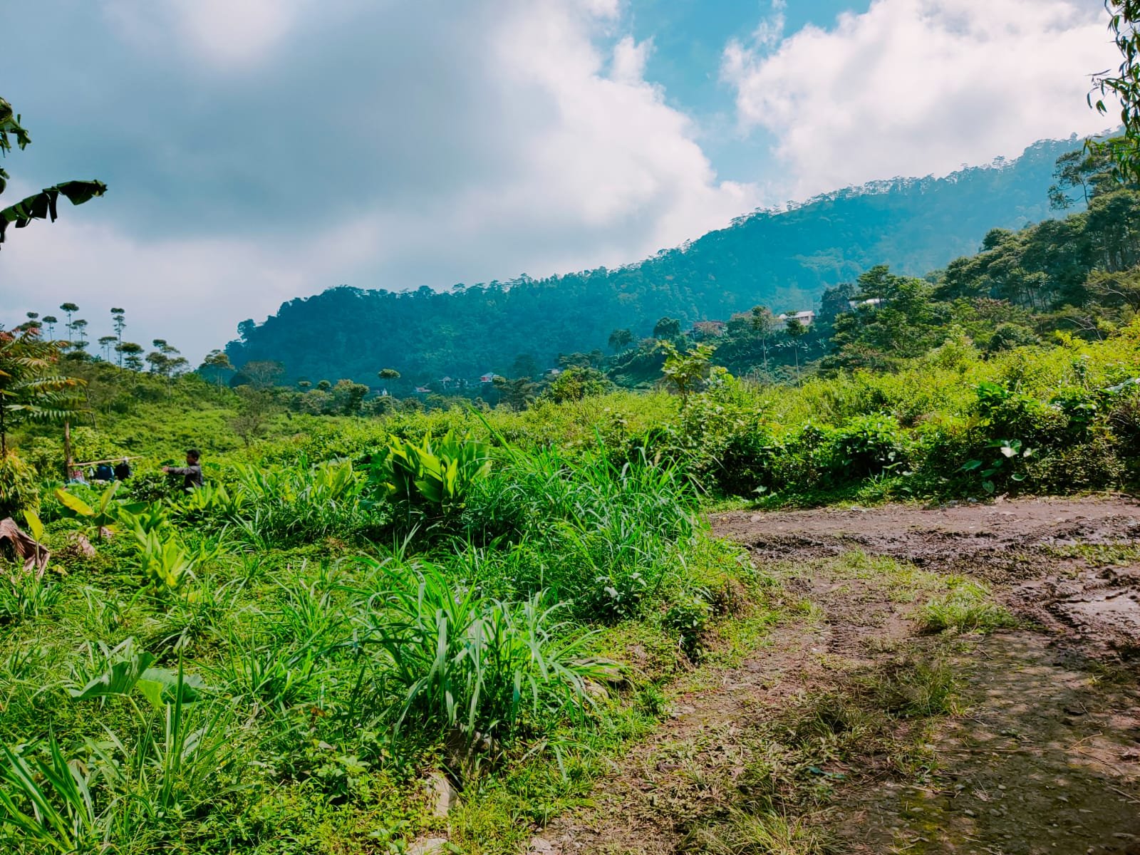 Tanah Datar dikelilingi Kebun Teh Kemuning Karanganyar - 4