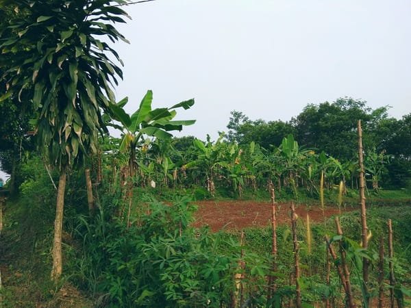 Dijual Tanah Strategis cocok utk bikin pesantren atau rumah - 5