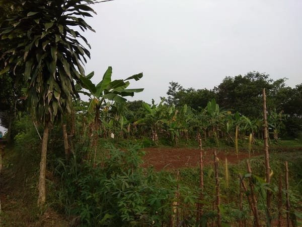 Dijual Tanah Strategis cocok utk bikin pesantren atau rumah - 4