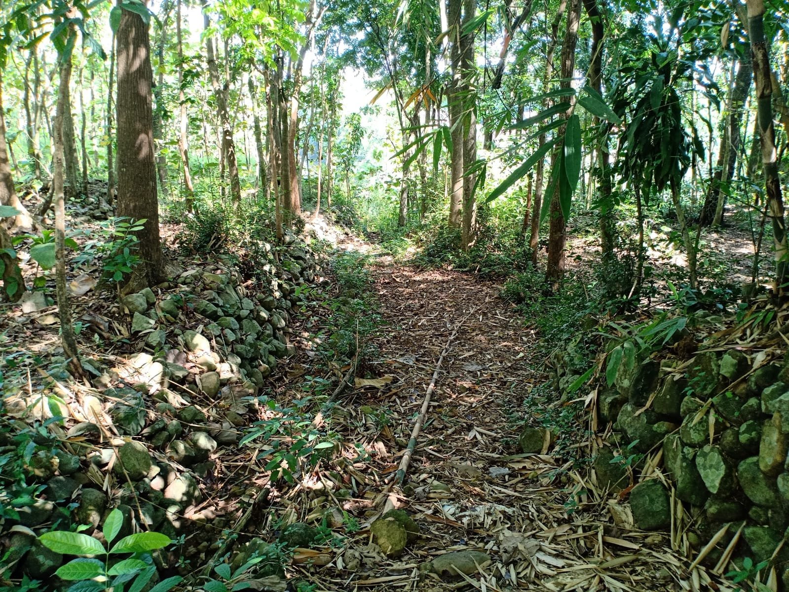 Jual Tanah Kebun Jati Sragen - 5