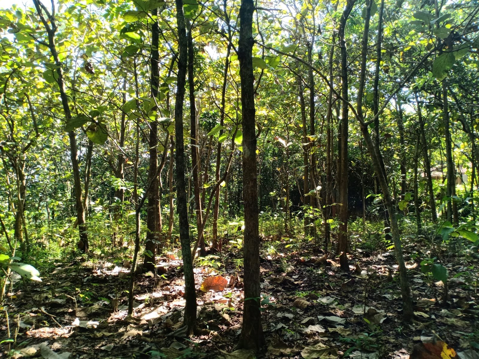 Jual Tanah Kebun Jati Sragen - 2