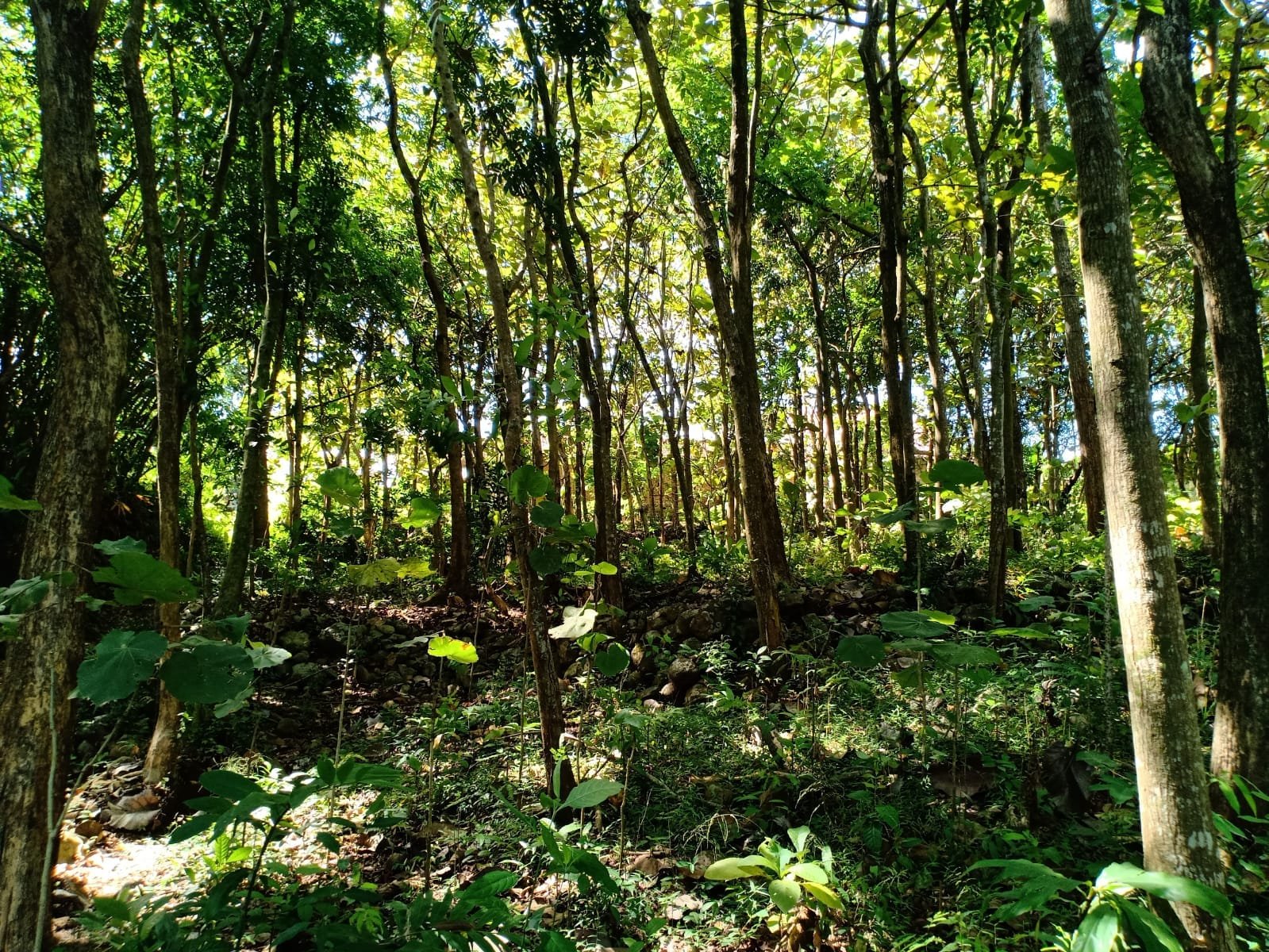 Jual Tanah Kebun Jati Sragen - 3