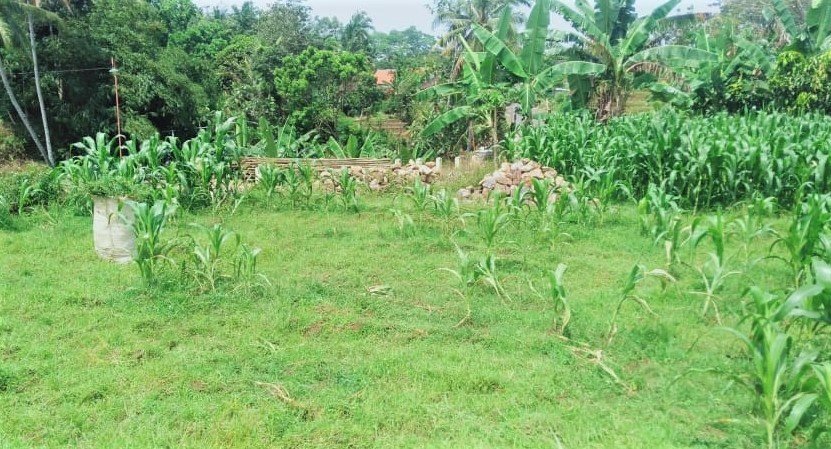 Tanah Dijual di Karangpandan Karanganyar - 2