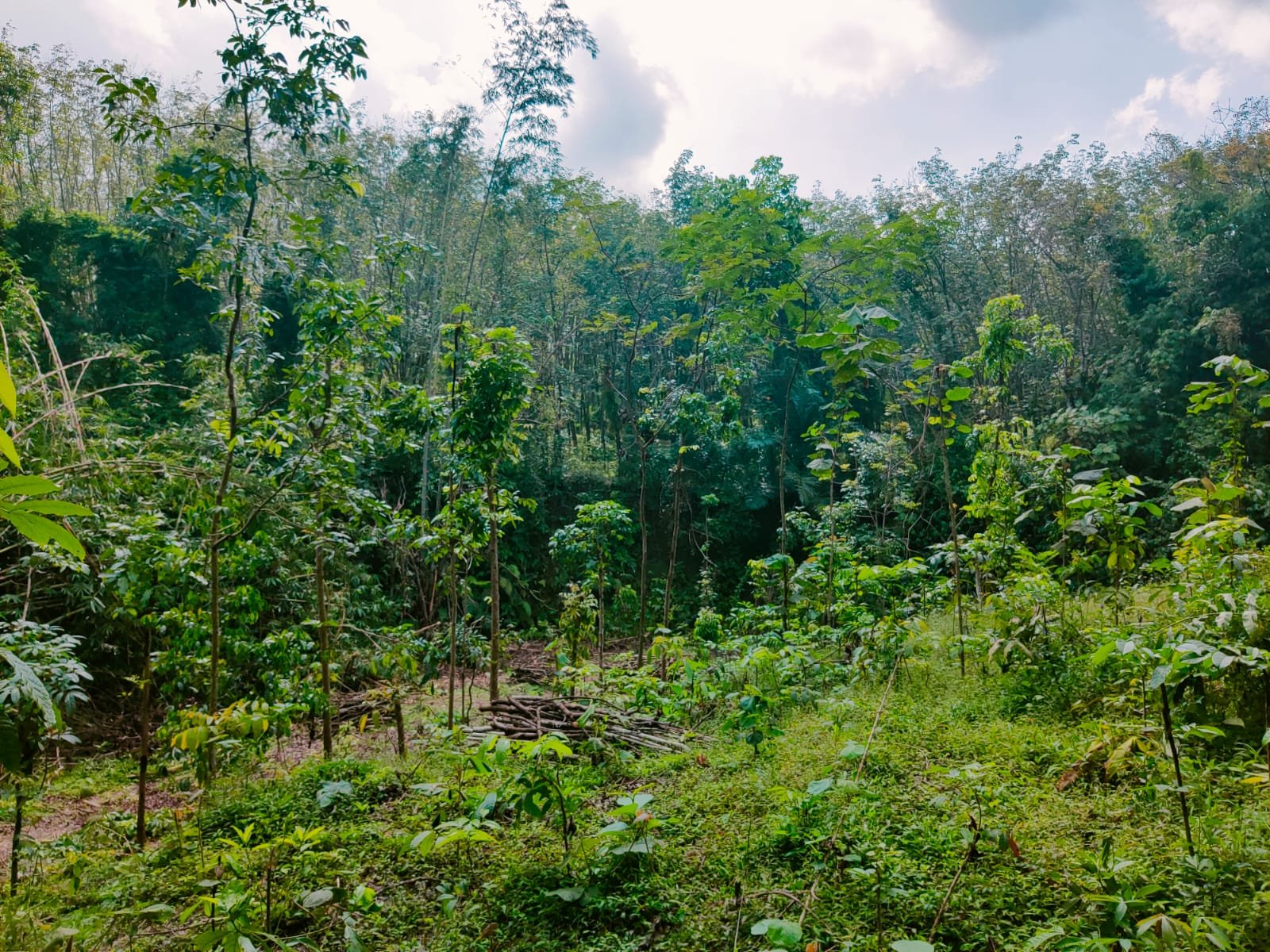 Tanah Subur Dekat Sungai Kerjo Karanganyar - 2