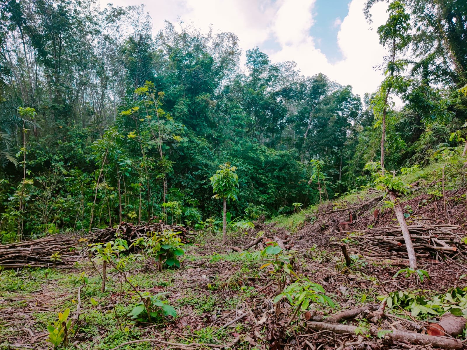 Tanah Subur Dekat Sungai Kerjo Karanganyar - 4