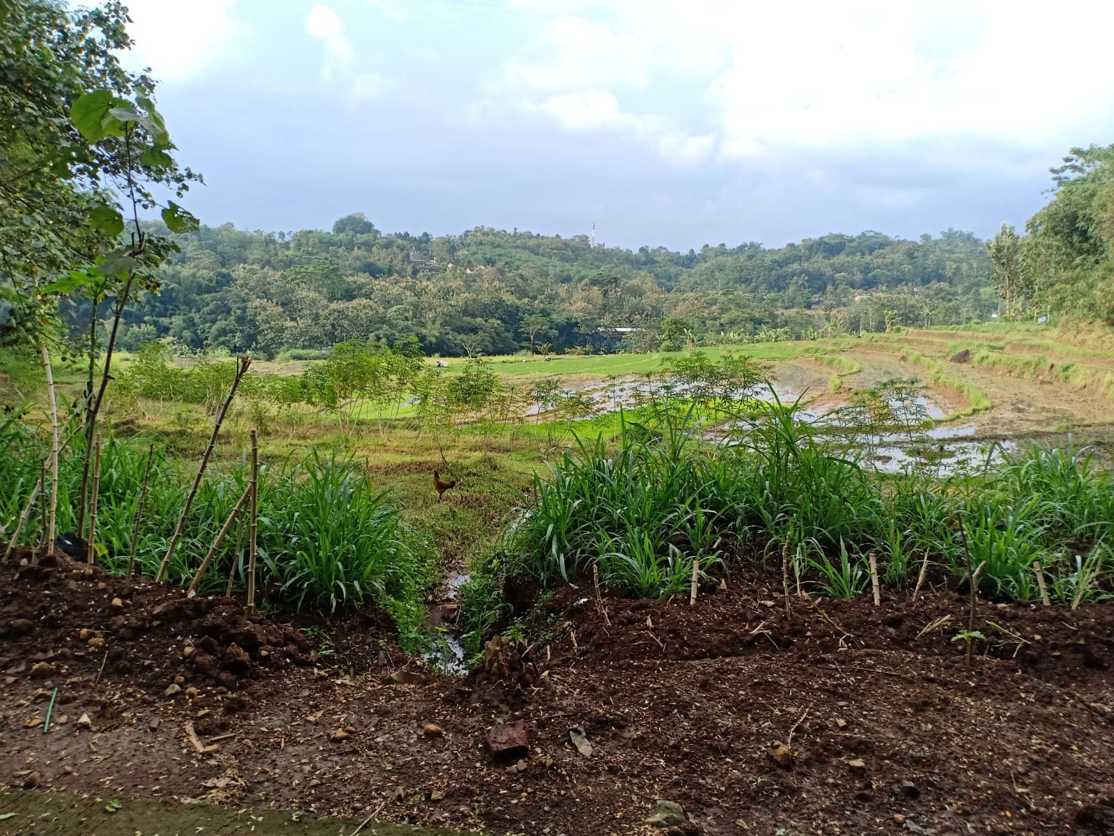 Tanah Pekarangan di Karangpandan Karanganyar - 3