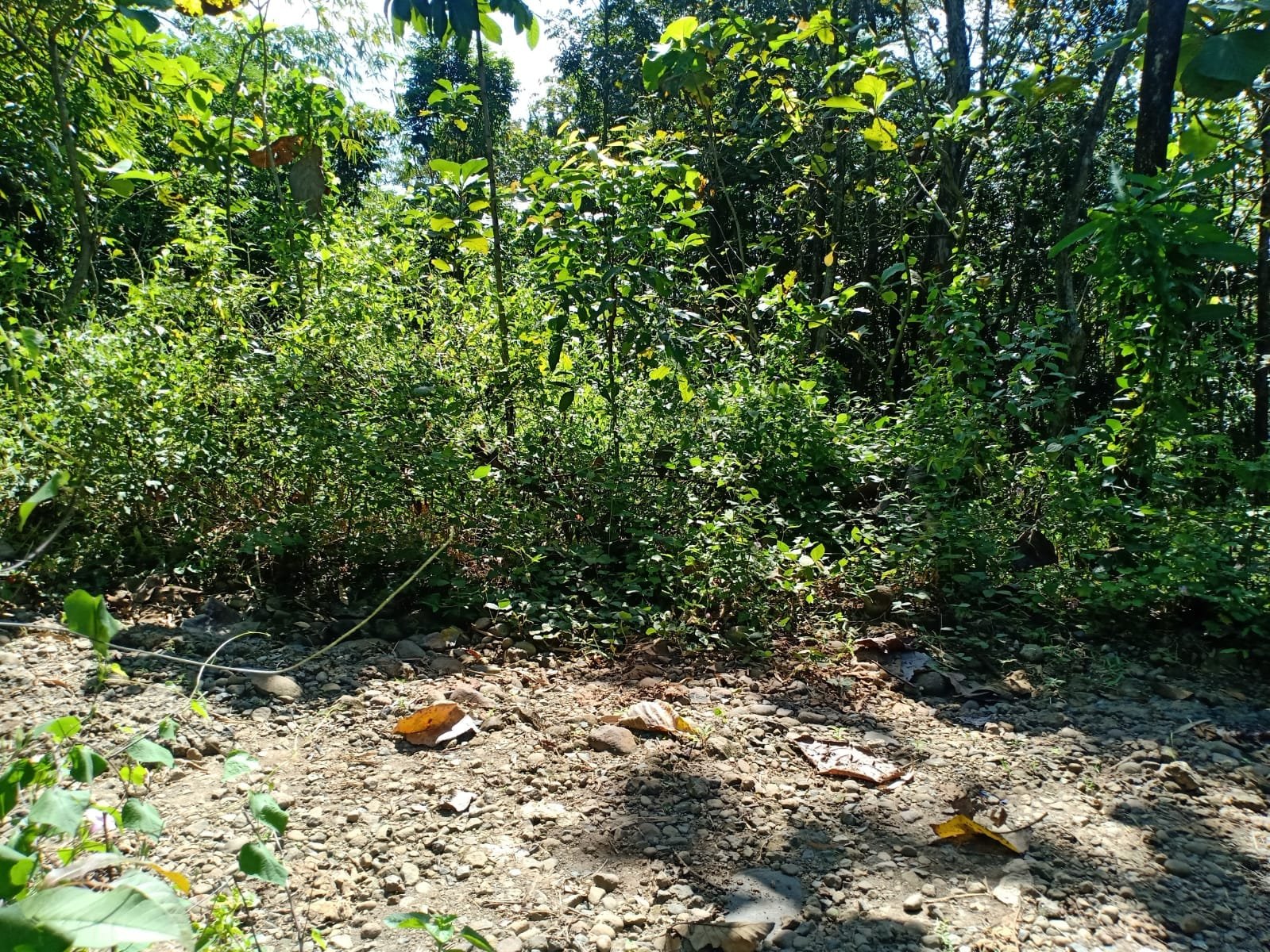 Jual Tanah Murah 55 Juta di Sragen - 4