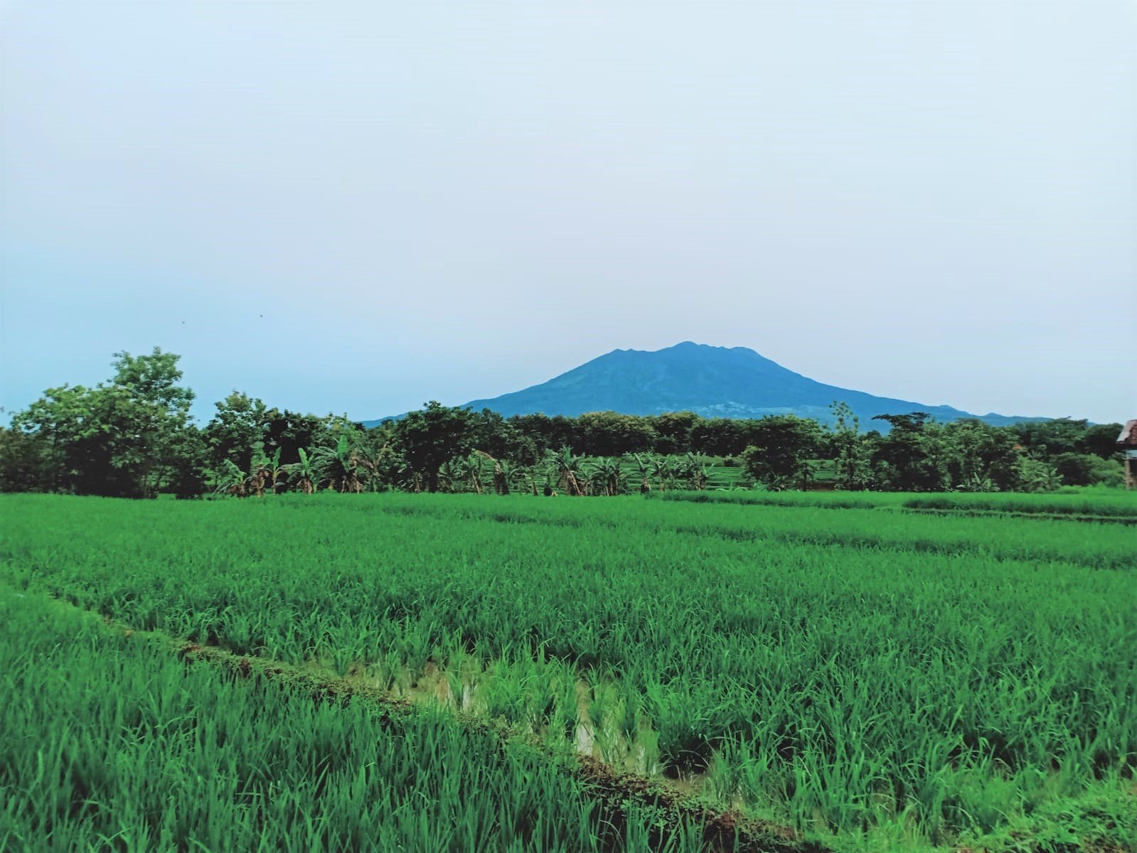Dijual Tanah Sawah Subur Kerjo Karanganyar - 2