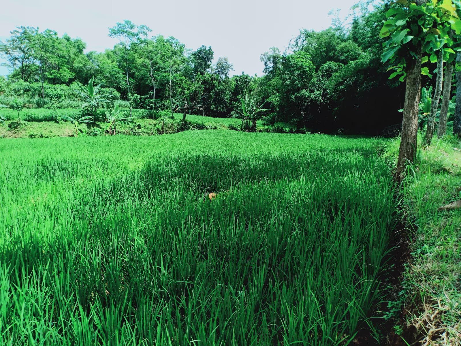 Dijual Tanah Sawah Subur Kerjo Karanganyar - 4