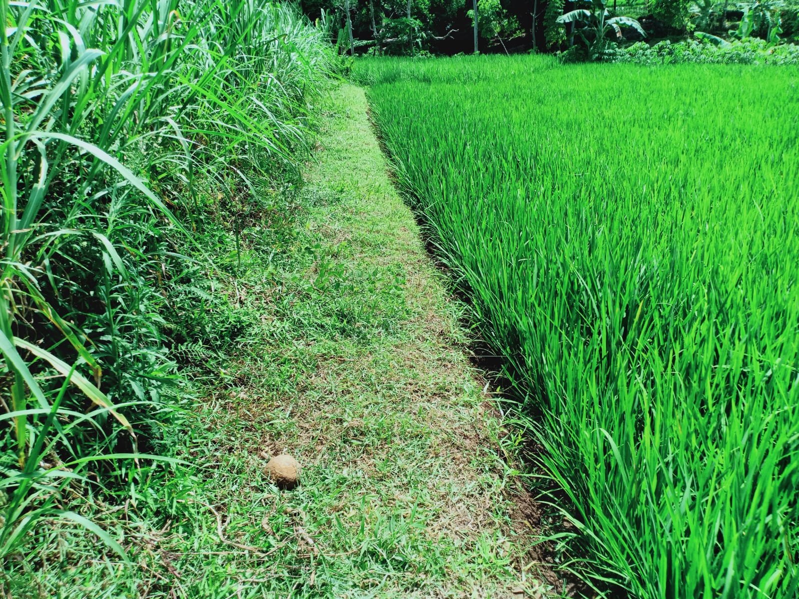 Dijual Tanah Sawah Subur Kerjo Karanganyar - 3