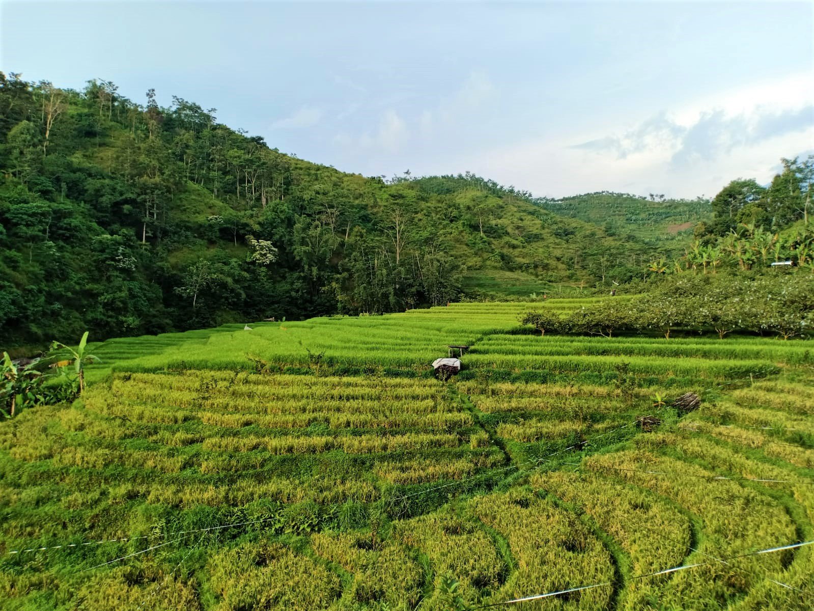 Tanah Cocok untuk Wisata / dibangun Hotel Ngargoyoso Karanganyar - 5