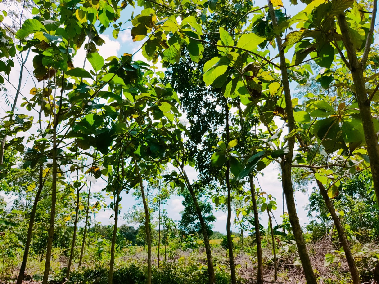 Dijual Tanah Kebun Jati Pekarangan Mojogedang Karanganyar - 6