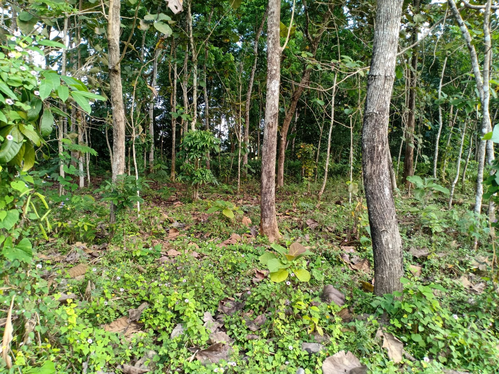 Dijual Tanah Pekarangan Mojogedang Karanganyar - 3