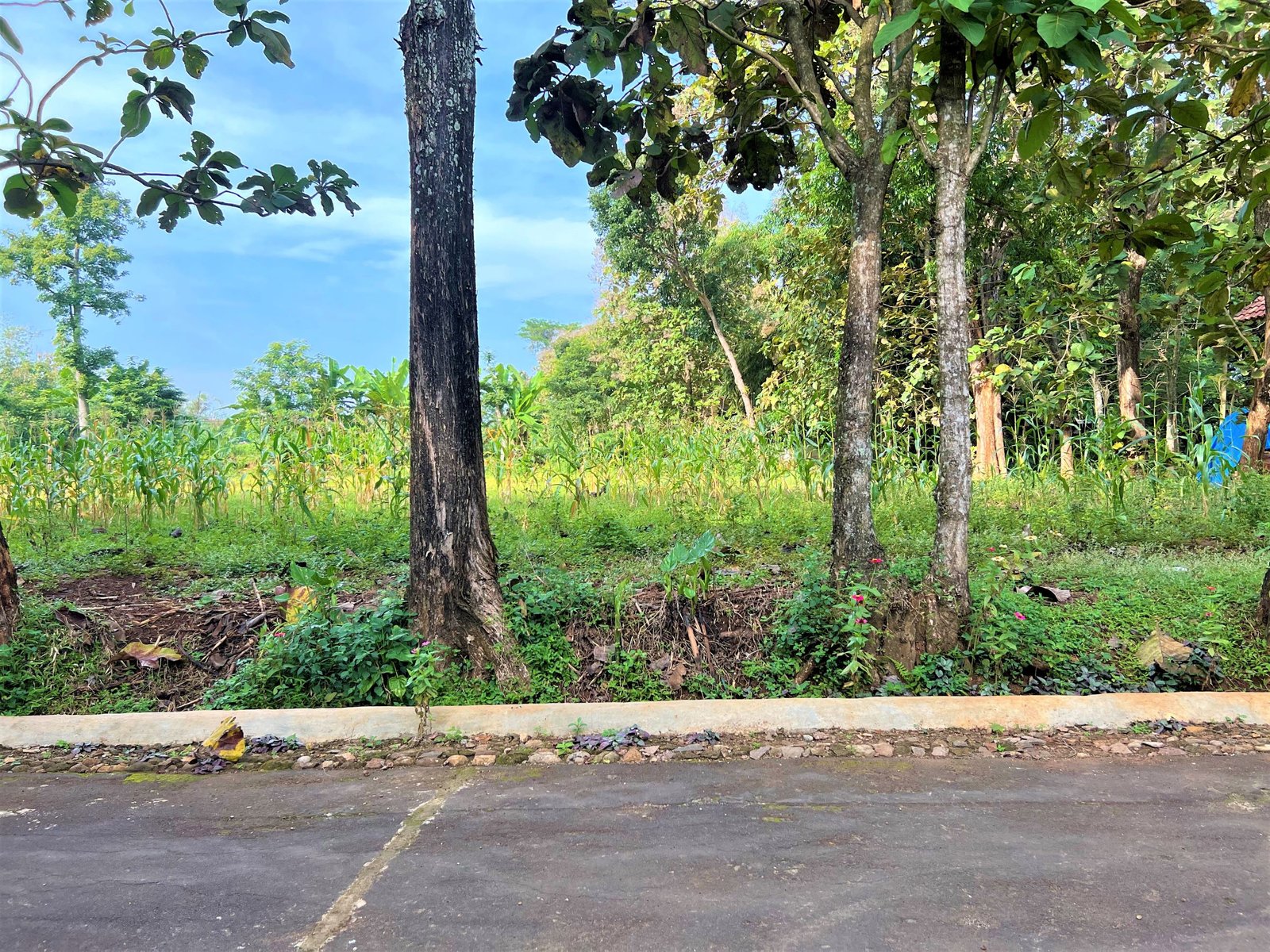 TANAH SUPER DATAR COCOK DIBANGUN RUMAH TINGGAL KERJO KARANGANYAR - 2