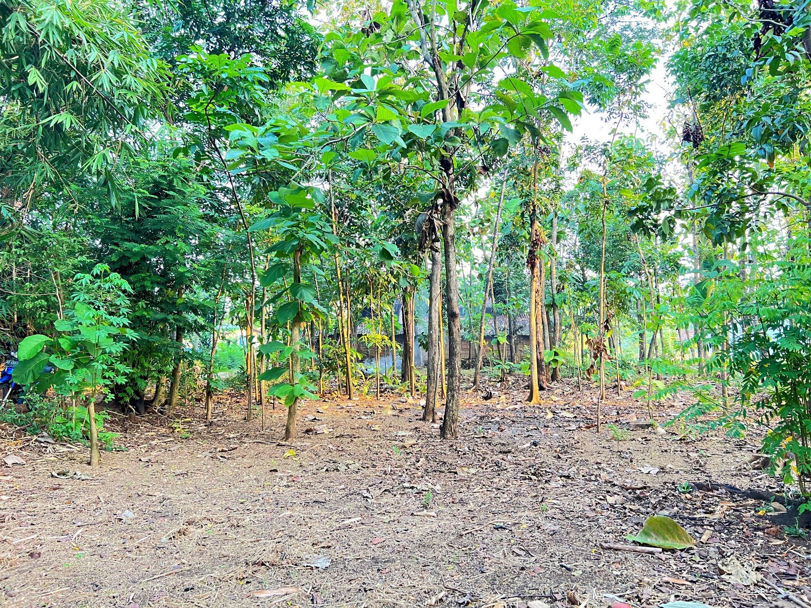 TANAH DIJUAL COCOK UNTUK RUMAH TINGGAL BENDUNGAN KEDAWUNG SRAGEN - 2