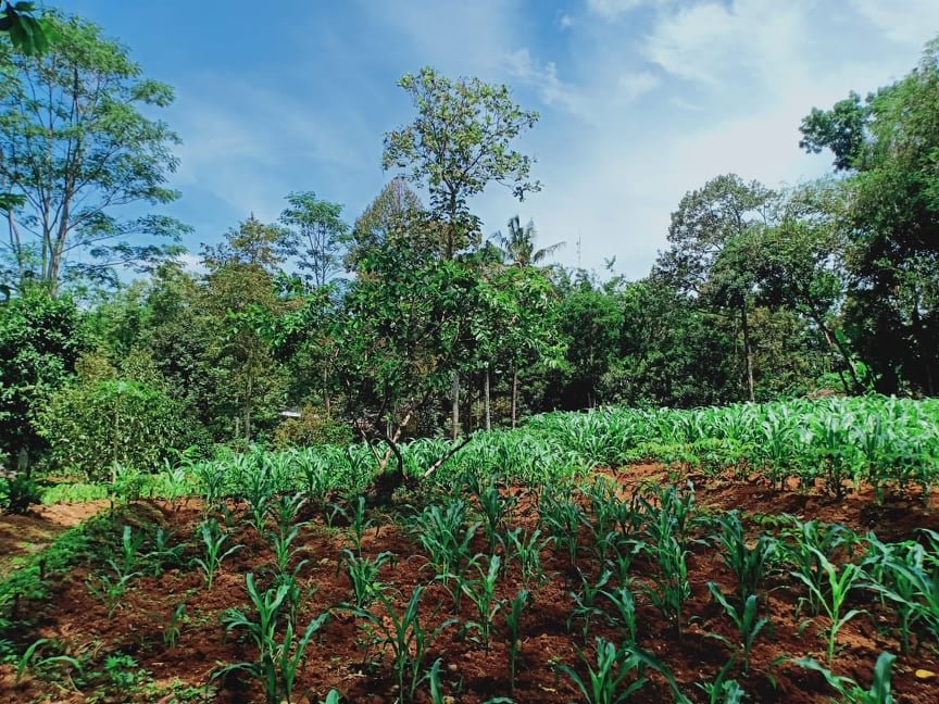 TANAH DATAR 1772m² MOJOGEDANG KARANGANYAR - 2
