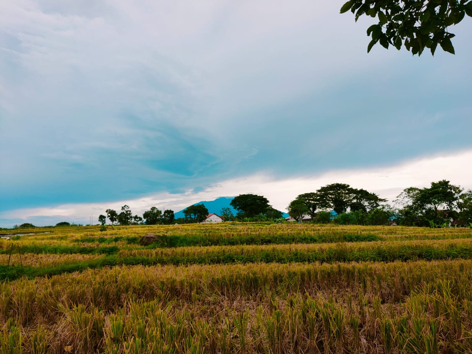 TANAH KEBUN JATI 250 JUTA NEGO MOJOGEDANG KARANGANYAR - 4
