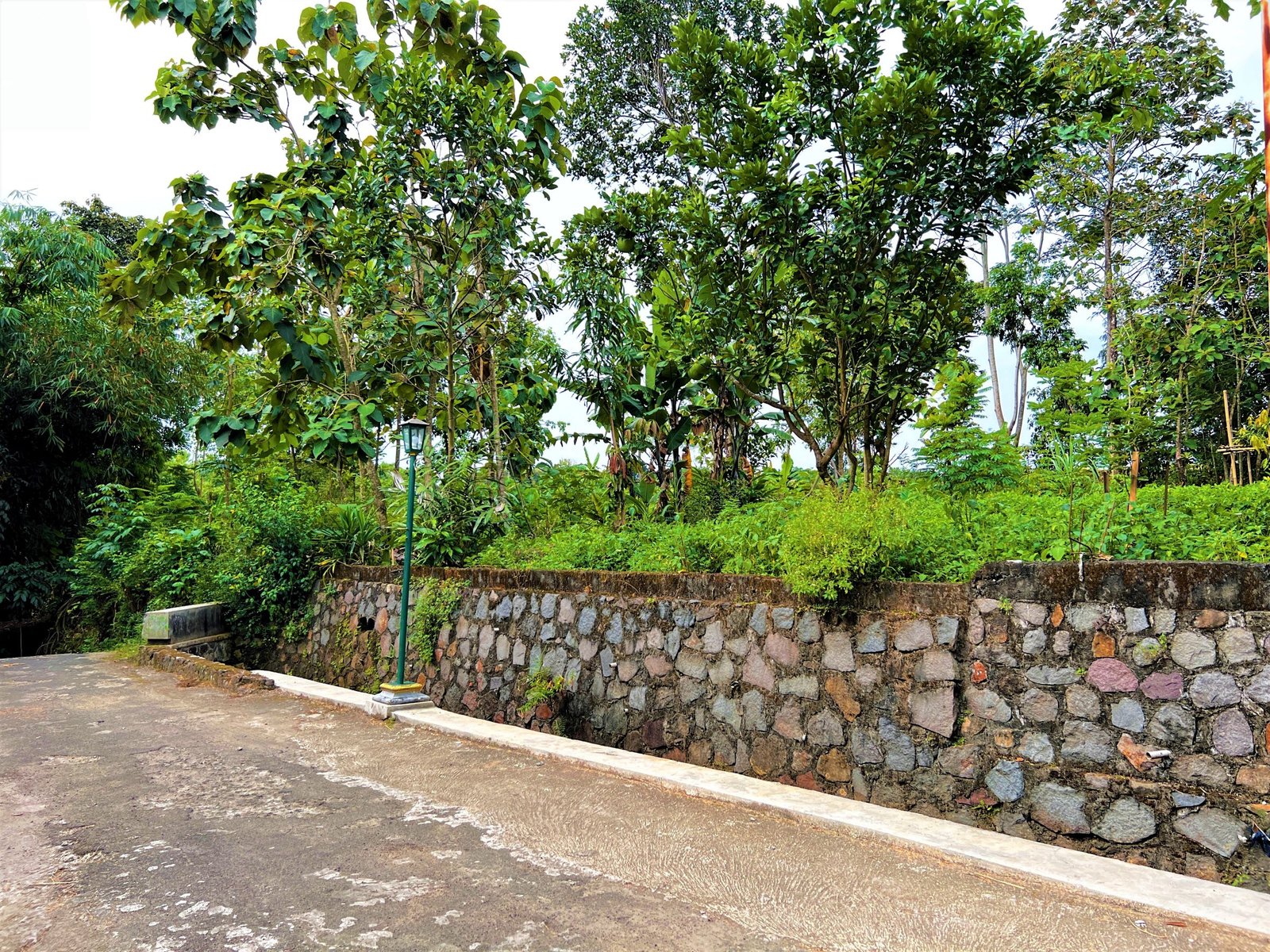 TANAH KEBUN JATI 250 JUTA NEGO MOJOGEDANG KARANGANYAR - 3