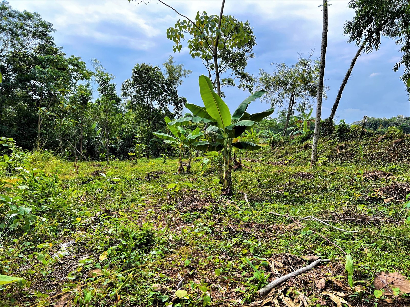 TANAH KEBUN JATI 250 JUTA NEGO MOJOGEDANG KARANGANYAR - 2
