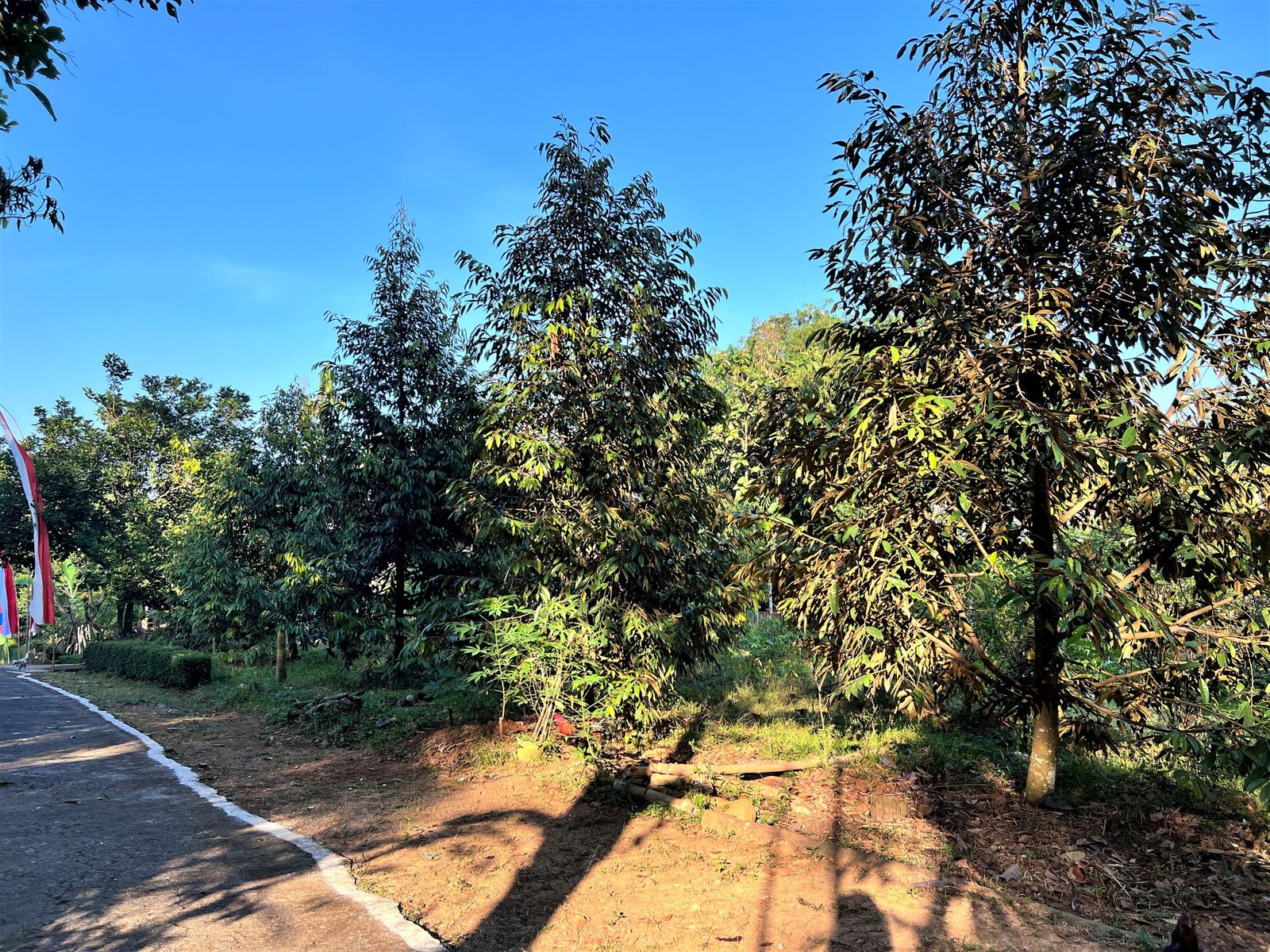 DIJUAL TANAH KEBUN DURIAN MOJOGEDANG KARANGANYAR - 3