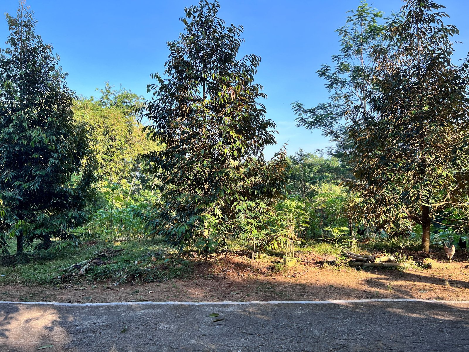 DIJUAL TANAH KEBUN DURIAN MOJOGEDANG KARANGANYAR - 2