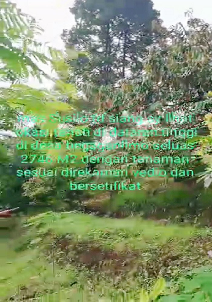Tanah Kebun Durian Dijual di Mojokerto Sangat Murah BU Cepat Lokasi Dekat Universitas PGRI Adi Buana Mojokerto - 3