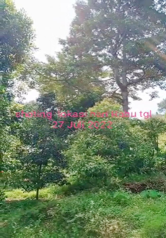 Tanah Kebun Durian Dijual di Mojokerto Sangat Murah BU Cepat Lokasi Dekat Universitas PGRI Adi Buana Mojokerto - 2
