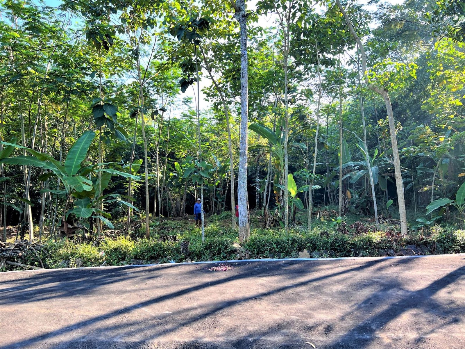 DIJUAL TANAH KEBUN BUAH MOJOGEDANG KARANGANYAR - 2