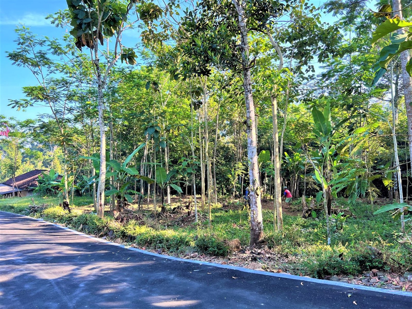 DIJUAL TANAH KEBUN BUAH MOJOGEDANG KARANGANYAR - 3