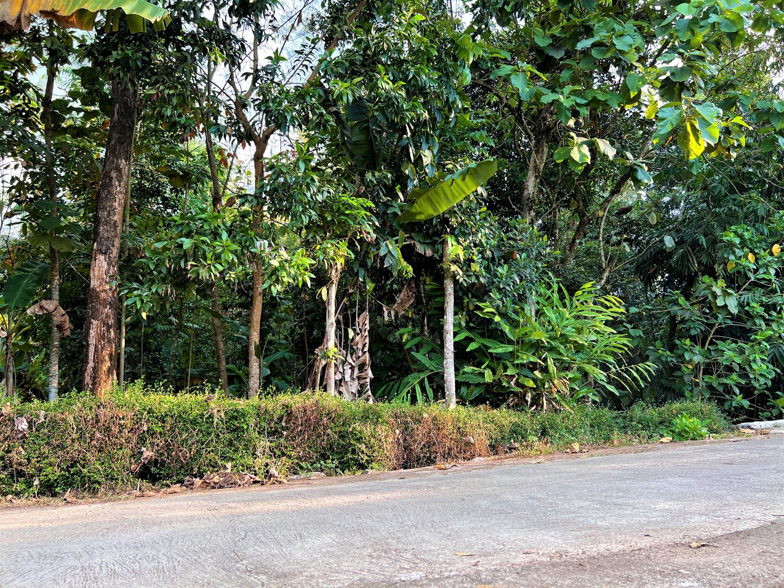 TANAH KEBUN JATI COCOK UNTUK BUKA USAHA/ RUMAH TINGGAL KERJO KARANGANYAR - 2