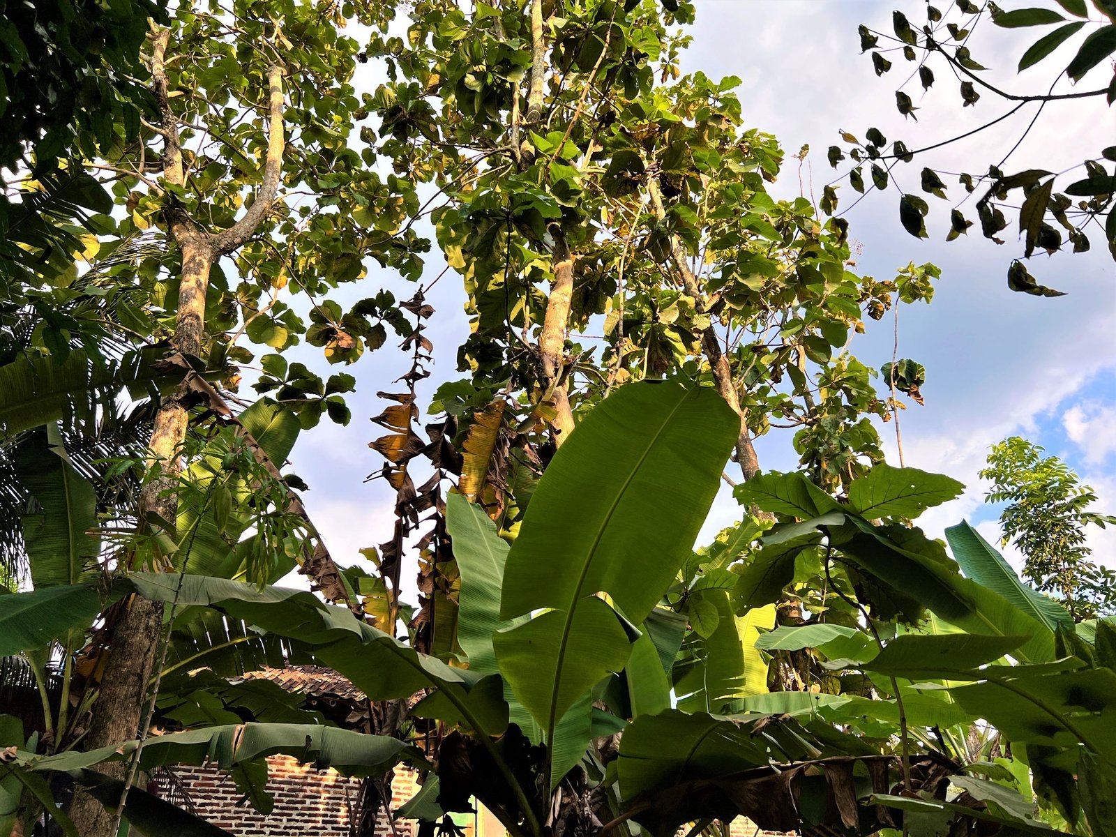 TANAH KEBUN JATI COCOK UNTUK BUKA USAHA/ RUMAH TINGGAL KERJO KARANGANYAR - 3