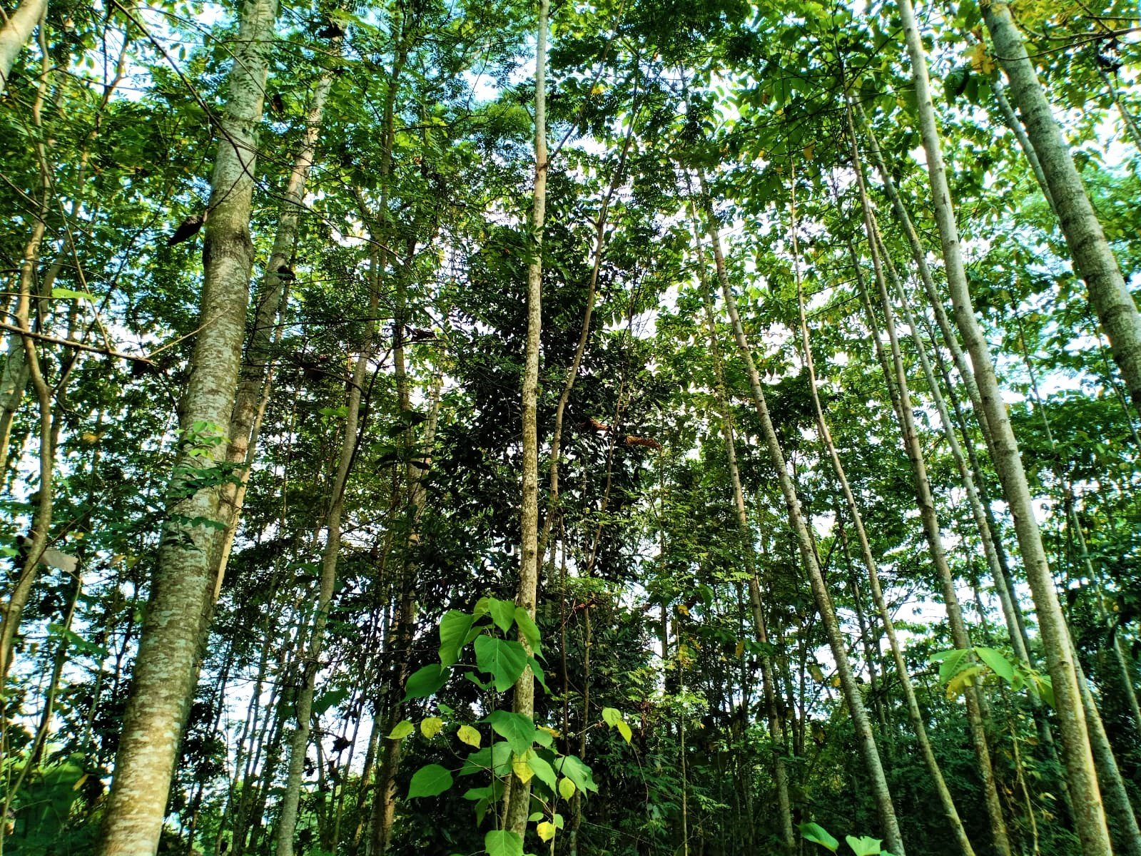 DIJUAL TANAH 150 RIBU PERMETER KECAMATAN KARANGANYAR JATENG - 3