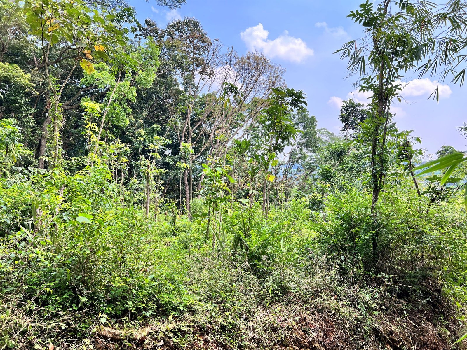 DIJUAL TANAH 1000M² HANYA 125 JUTA MOJOGEDANG KARANGANYAR - 2