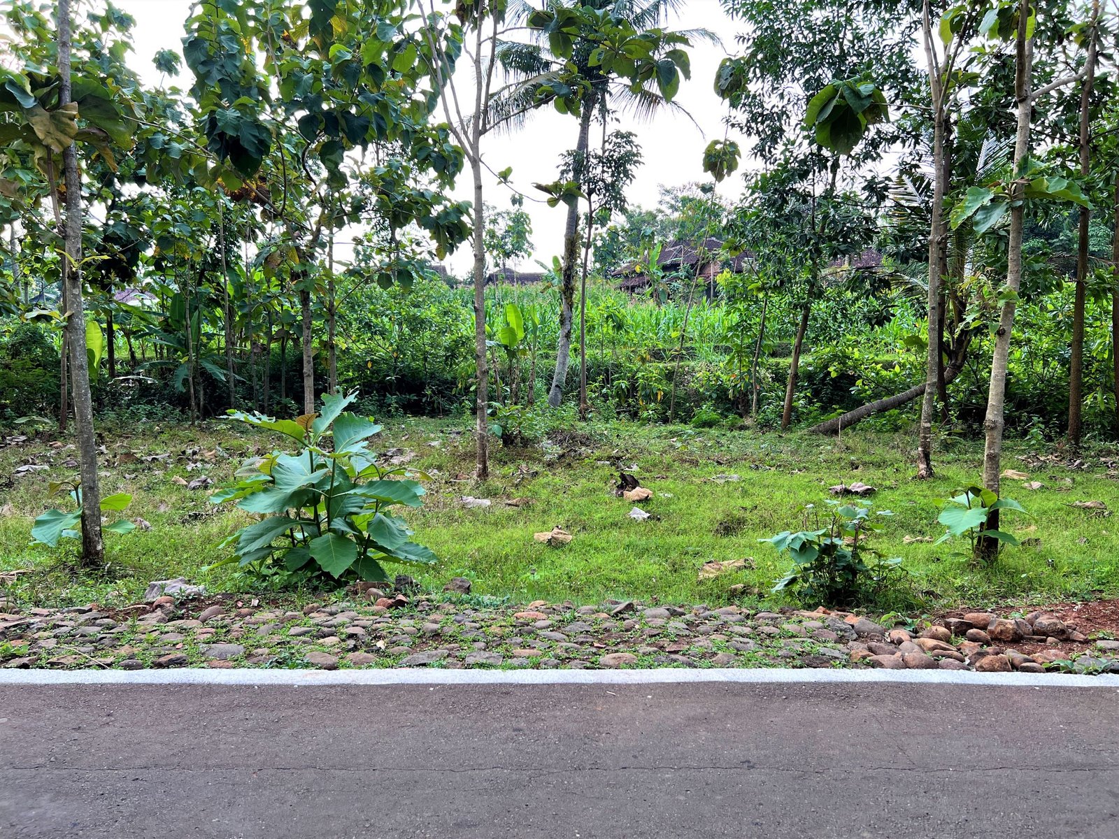 Tanah Murah 55 Juta Karanganyar - 2