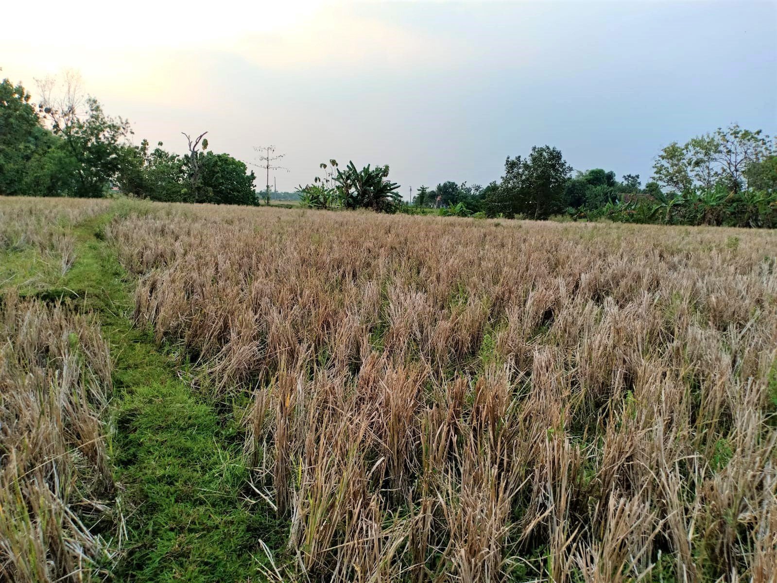 Sawah Produktif Kedawung Sragen - 2